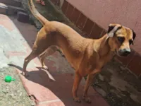 Cachorro raça SRD-ViraLata idade 4 anos nome Mantinha 