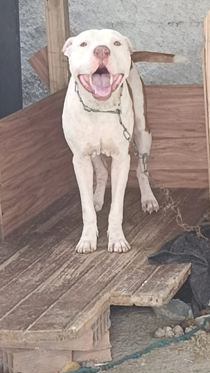 Cachorro raça Pit-Bull idade 2 anos nome Simba