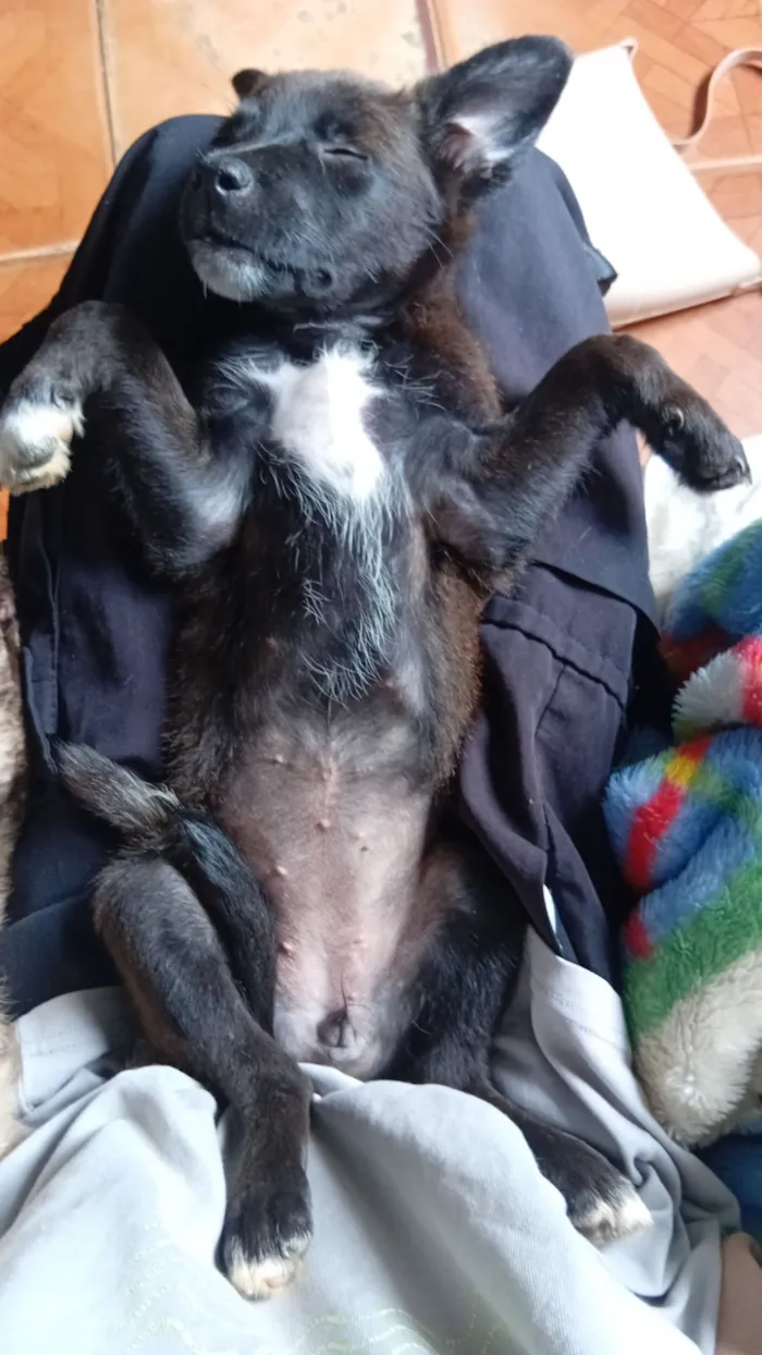 Cachorro raça SRD-ViraLata idade 2 a 6 meses nome Pandora