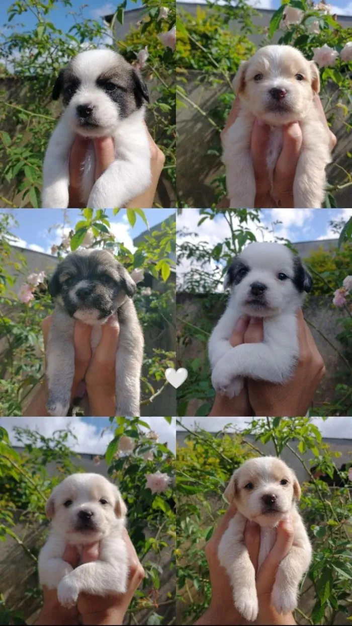 Cachorro raça Shitzu idade 2 a 6 meses nome Filhotes de Shitzu com SRD pra Doação!