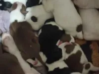 Cachorro raça Pit-Bull idade Abaixo de 2 meses nome Filhotes