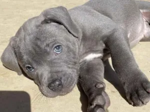 Cachorro raça Pit-Bull idade 2 a 6 meses nome Theo