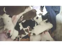 Cachorro raça Pit-Bull idade Abaixo de 2 meses nome Filhotes