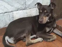 Cachorro raça SRD-ViraLata idade 2 anos nome Nala