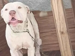 Cachorro raça Pit-Bull idade 2 anos nome Simba