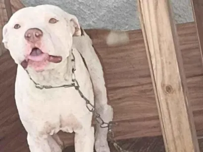 Cachorro raça Pit-Bull idade 2 anos nome Simba