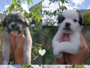 Cachorro raça Shitzu idade 2 a 6 meses nome Filhotes de Shitzu com SRD pra Doação!