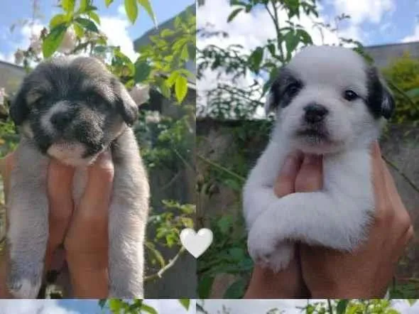 Cachorro raça Shitzu idade 2 a 6 meses nome Filhotes de Shitzu com SRD pra Doação!
