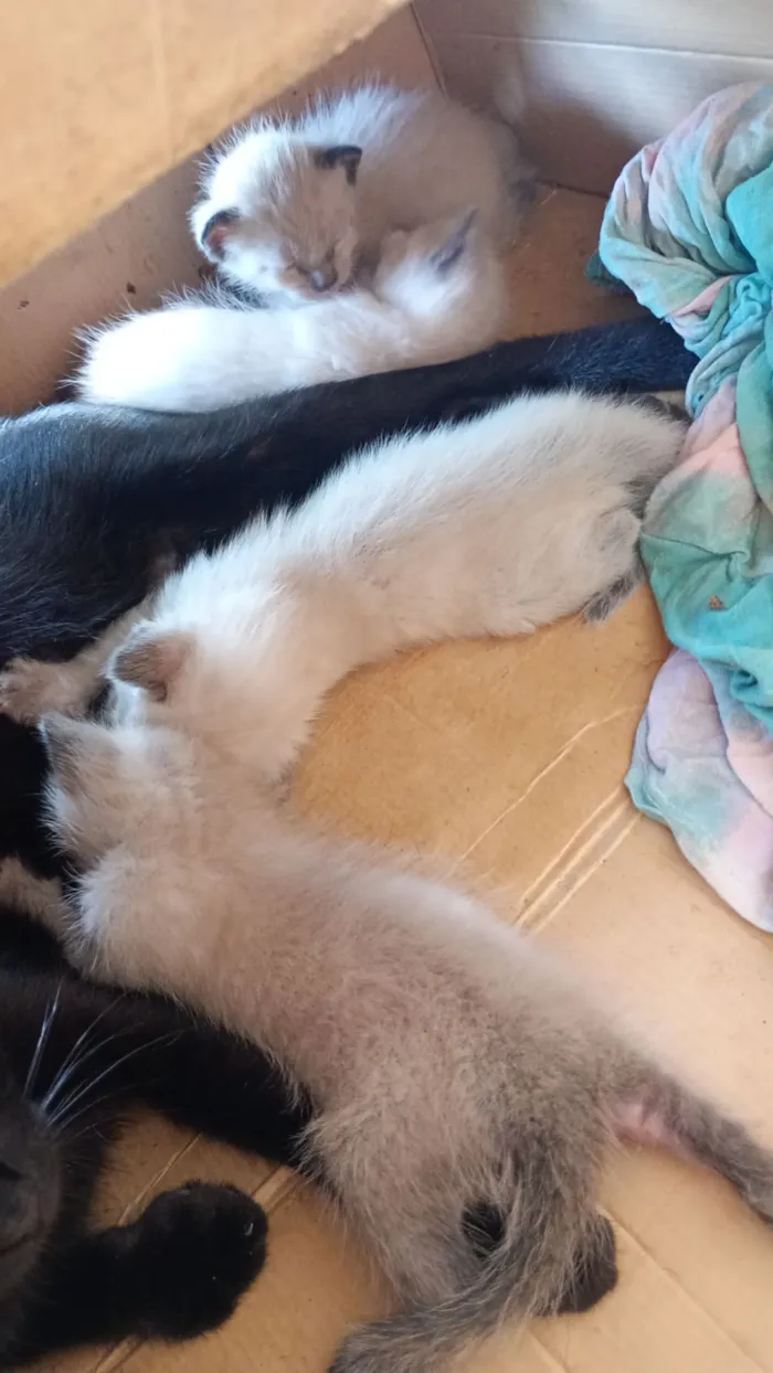 Gato raça SRD-ViraLata idade Abaixo de 2 meses nome Nao possui nome ainda