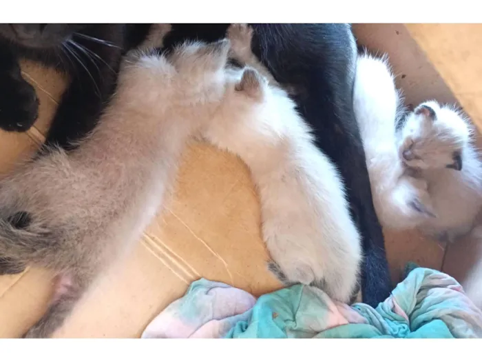 Gato raça SRD-ViraLata idade Abaixo de 2 meses nome Nao possui nome ainda