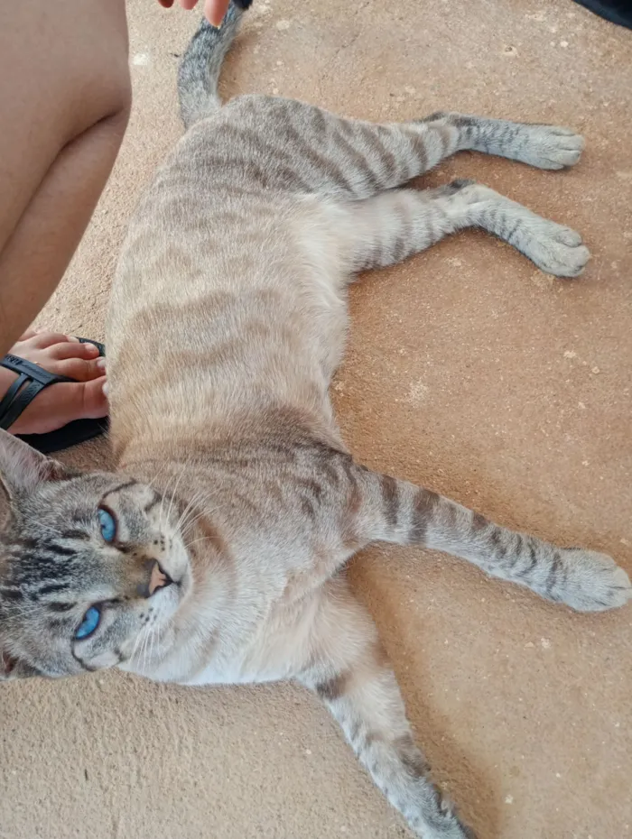 Gato raça Siamês idade 2 anos nome Barac