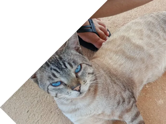 Gato raça Siamês idade 2 anos nome Barac