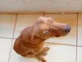 Cachorro raça SRD-ViraLata idade 1 ano nome Spike