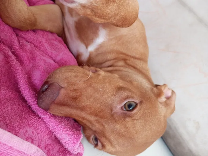 Cachorro raça SRD-ViraLata idade 2 a 6 meses nome Nina