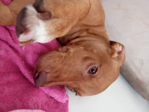 Cachorro raça SRD-ViraLata idade 2 a 6 meses nome Nina
