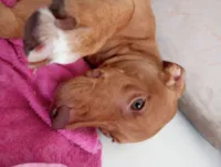 Cachorro raça SRD-ViraLata idade 2 a 6 meses nome Nina