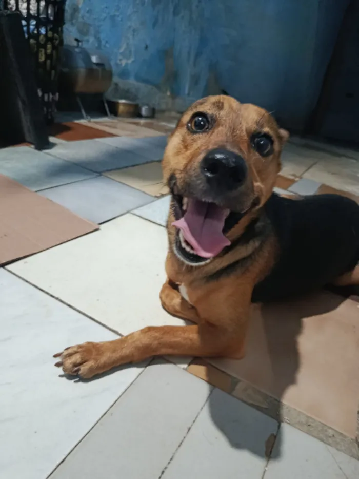 Cachorro raça SRD-ViraLata idade 2 anos nome Beethoven