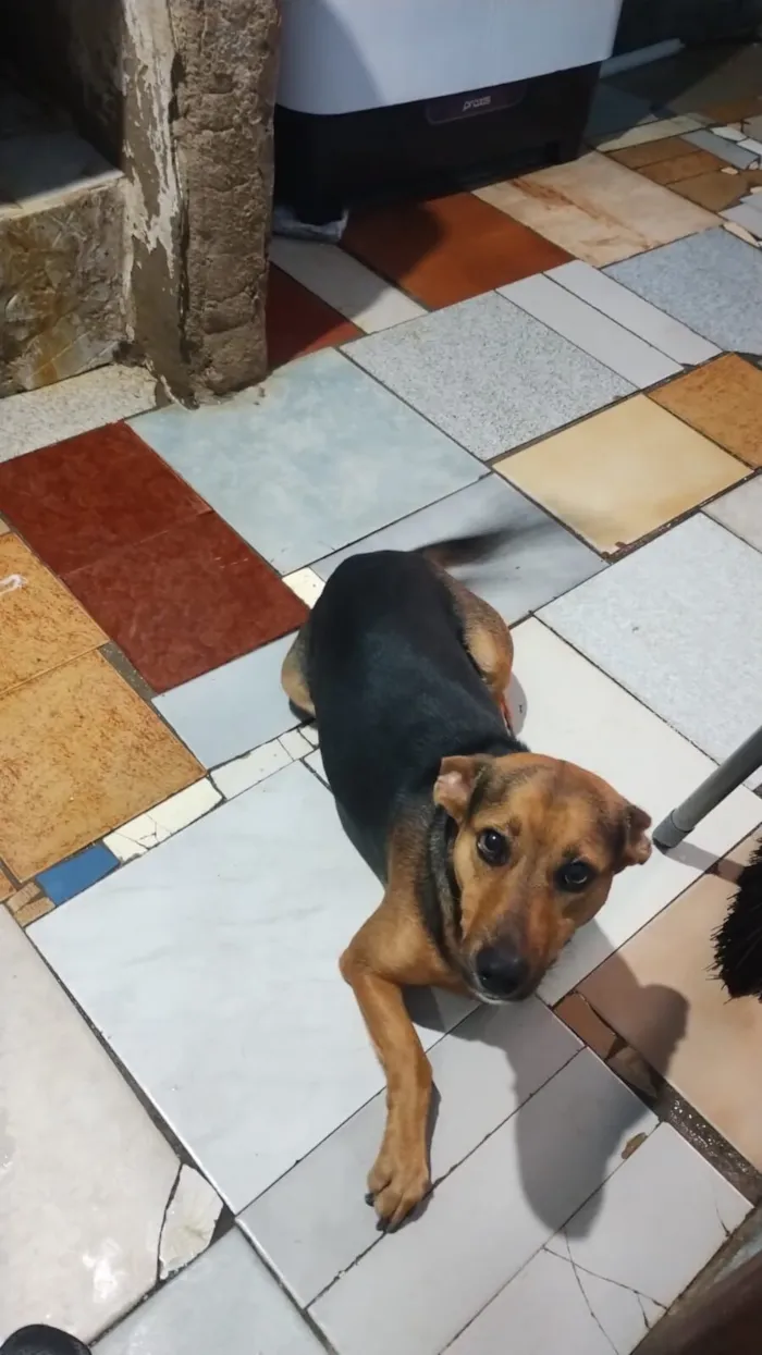 Cachorro raça SRD-ViraLata idade 2 anos nome Beethoven