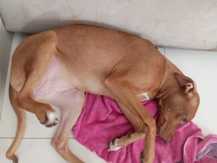 Cachorro raça SRD-ViraLata idade 2 a 6 meses nome Nina