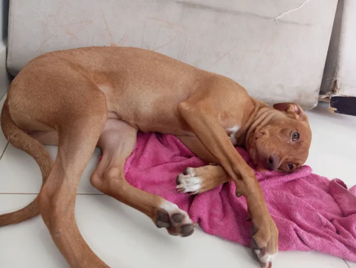 Cachorro raça SRD-ViraLata idade 2 a 6 meses nome Nina