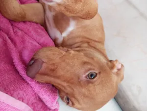 Cachorro raça SRD-ViraLata idade 2 a 6 meses nome Nina
