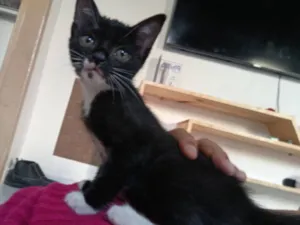 Gato raça SRD-ViraLata idade 2 a 6 meses nome loki