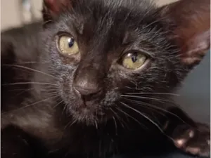 Gato raça SRD-ViraLata idade 2 a 6 meses nome bagheera 