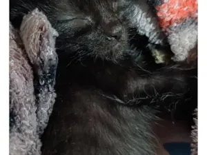 Gato raça SRD-ViraLata idade 2 a 6 meses nome luna