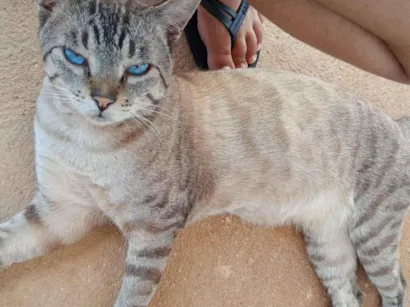 Gato raça Siamês idade 2 anos nome Barac