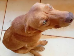 Cachorro raça SRD-ViraLata idade 1 ano nome Spike