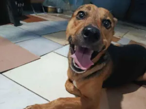 Cachorro raça SRD-ViraLata idade 2 anos nome Beethoven
