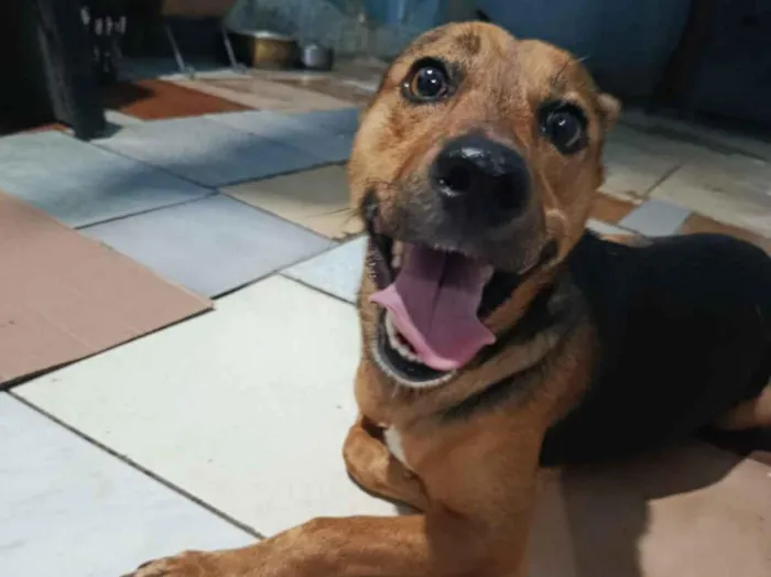 Cachorro raça SRD-ViraLata idade 2 anos nome Beethoven