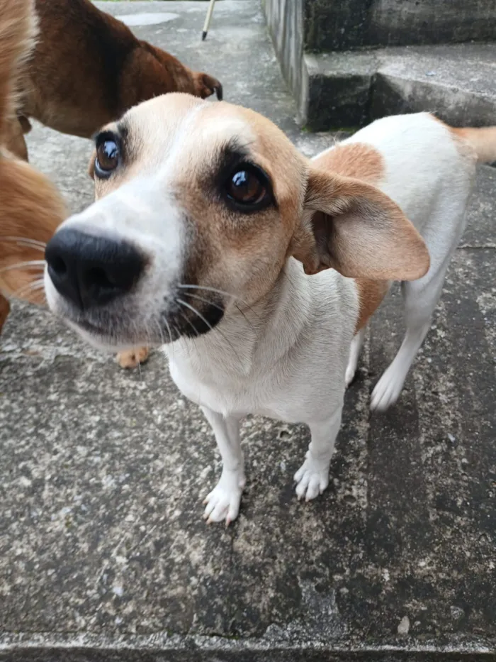 Cachorro raça SRD-ViraLata idade 1 ano nome Aria