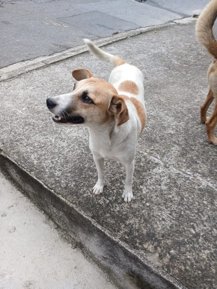 Cachorro raça SRD-ViraLata idade 1 ano nome Aria