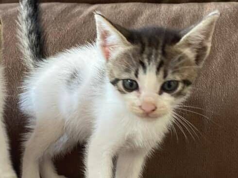 Gato raça SRD-ViraLata idade 2 a 6 meses nome Zé Felipe 