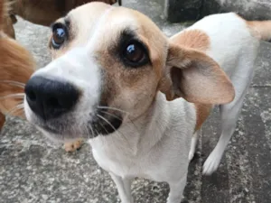 Cachorro raça SRD-ViraLata idade 1 ano nome Aria