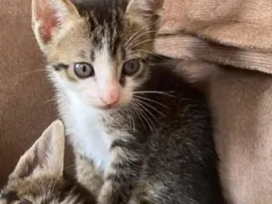 Gato raça SRD-ViraLata idade 2 a 6 meses nome Gustavo 