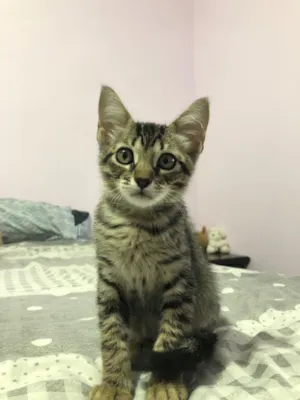 Gato raça SRD-ViraLata idade 2 a 6 meses nome Rajadinha