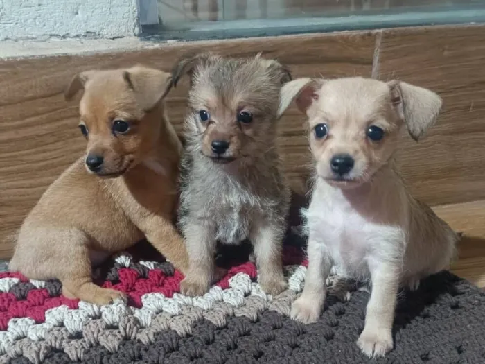 Cachorro raça SRD-ViraLata idade Abaixo de 2 meses nome Filhotes para adoção