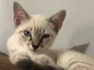 Gato raça SRD-ViraLata idade 2 a 6 meses nome Branquinha 