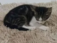 Gato raça SRD-ViraLata idade 2 a 6 meses nome Pérola 