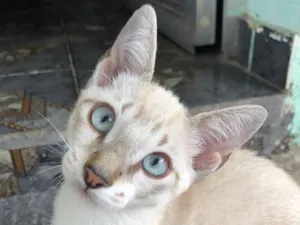 Gato raça SRD-ViraLata idade 2 a 6 meses nome Branquinho