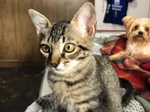 Gato raça SRD-ViraLata idade 2 a 6 meses nome Rajadinha