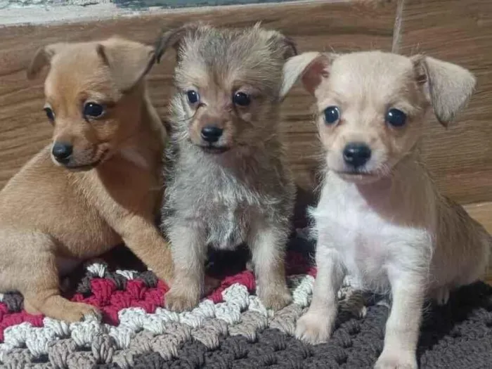 Cachorro raça SRD-ViraLata idade Abaixo de 2 meses nome Filhotes para adoção