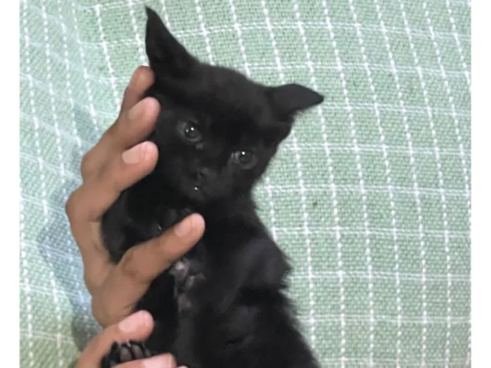 Gato raça SRD-ViraLata idade 2 a 6 meses nome Neguinho 