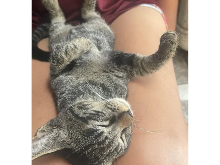 Gato raça SRD-ViraLata idade 2 a 6 meses nome Mufasa