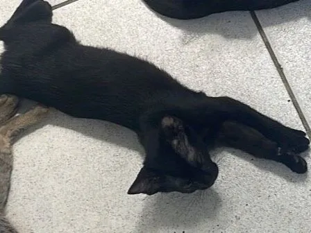 Gato raça SRD-ViraLata idade 2 a 6 meses nome Nala