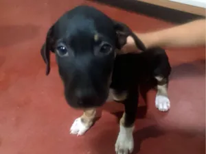 Cachorro raça SRD-ViraLata idade 2 a 6 meses nome Lais dos Santos Figueiredo Gomes 