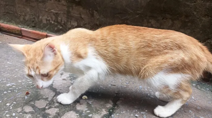 Gato raça SRD-ViraLata idade 1 ano nome Kiara e Max