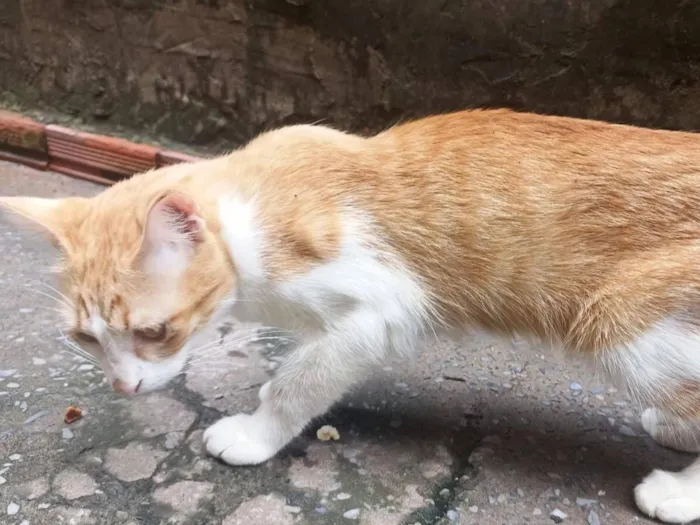 Gato raça SRD-ViraLata idade 1 ano nome Kiara e Max
